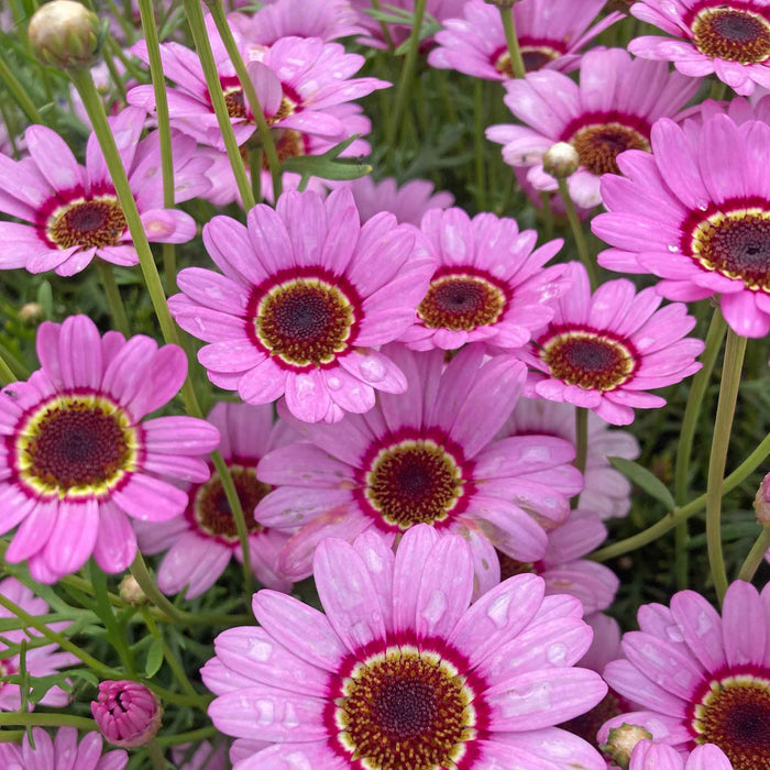 Argyranthemum Marguerite 'Grandaisy Pink Halo'