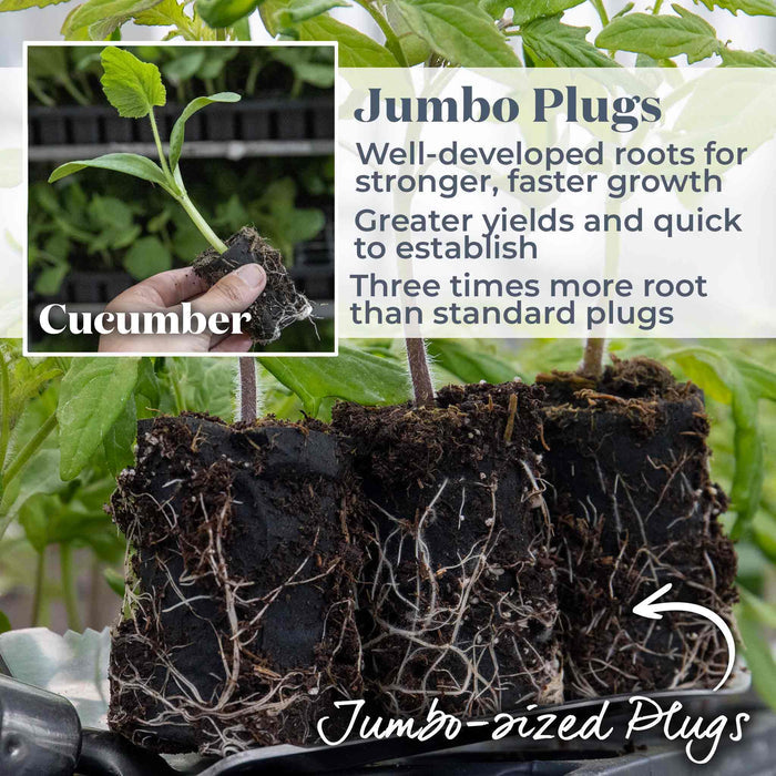 Cucumber 'Marketmore'
