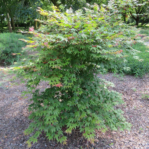 Acer Palmatum