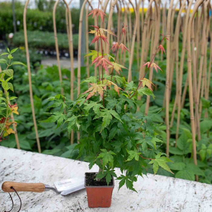 Acer palmatum - 9cm Pot