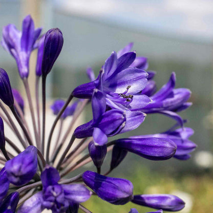 Agapanthus 'Africanus Big Blue'