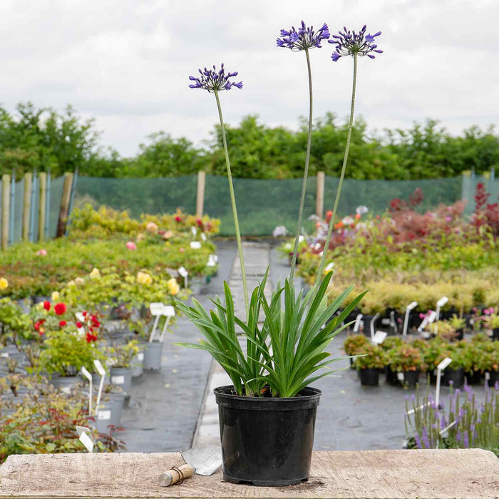Agapanthus 'Africanus Big Blue'