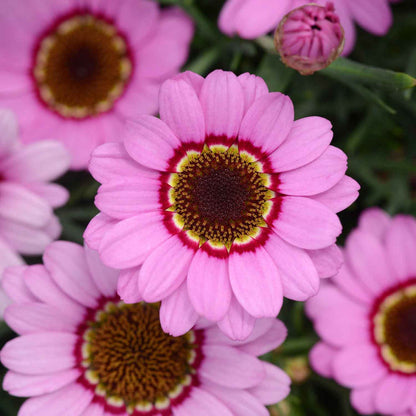 Argyranthemum Marguerite 'Grandaisy Pink Halo'