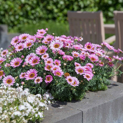 Argyranthemum Marguerite 'Grandaisy Pink Halo'