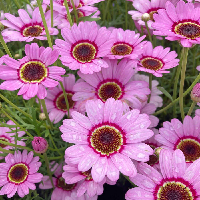 Argyranthemum Marguerite 'Grandaisy Pink Halo'