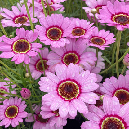 Argyranthemum Marguerite 'Grandaisy Pink Halo'