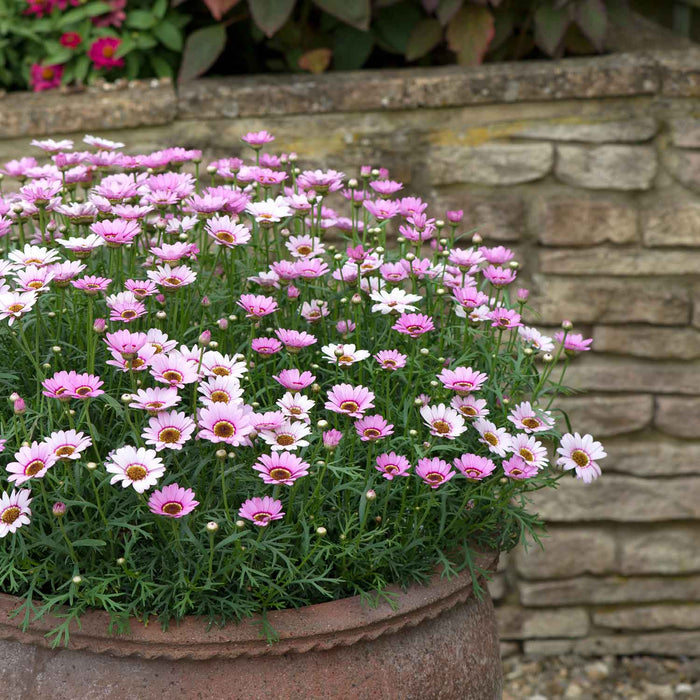 Argyranthemum Marguerite 'Grandaisy Pink Halo'