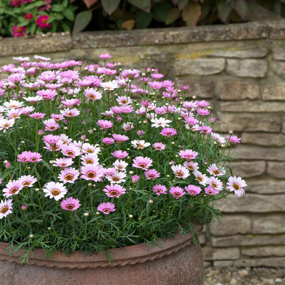 Argyranthemum Marguerite 'Grandaisy Pink Halo'
