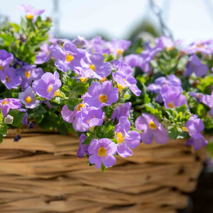 Bacopa 'Megacopa Blue'