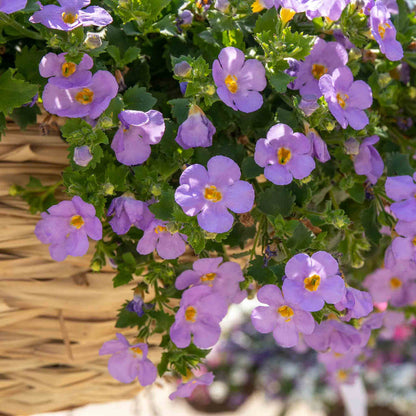 Bacopa 'Megacopa Blue'