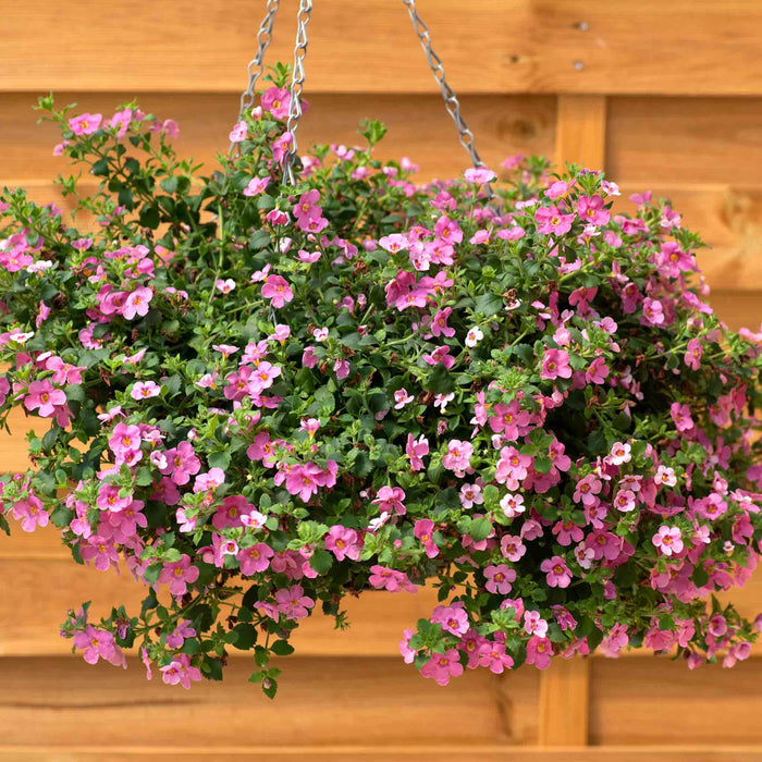 Bacopa 'Megacopa Pink'