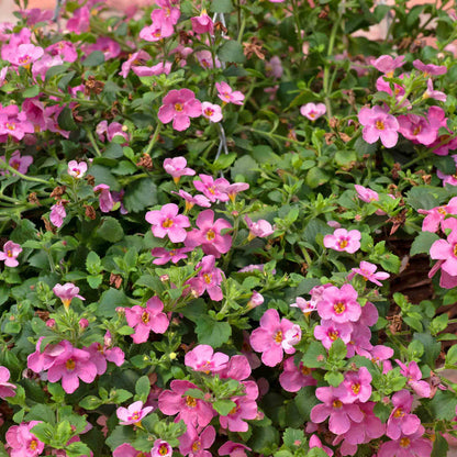 Bacopa 'Megacopa Pink'