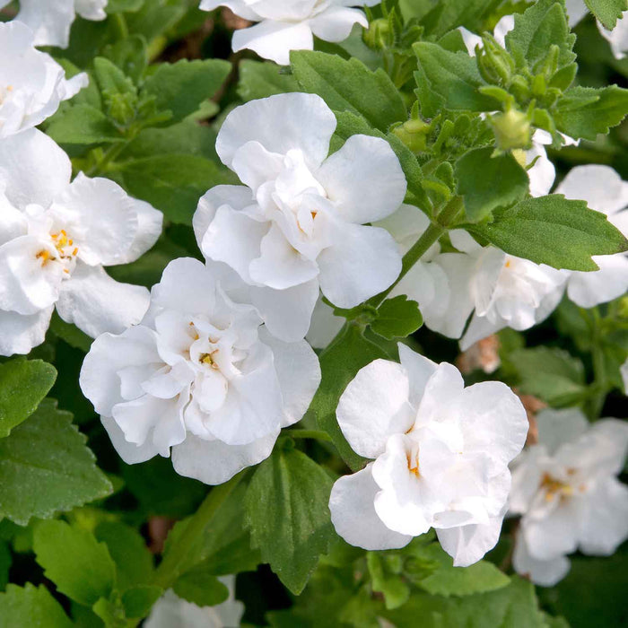 Bacopa Plant 'Scopia Double Ballerina Snowball' - 6 x Super Plug Plants
