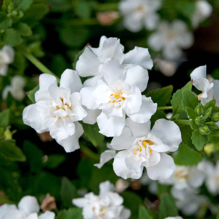 Bacopa Plant 'Scopia Double Ballerina Snowball' - 6 x Super Plug Plants