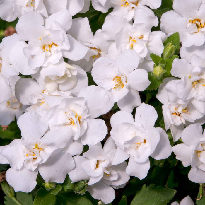 Bacopa Plant 'Scopia Double Ballerina Snowball' - 6 x Super Plug Plants