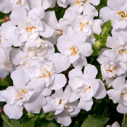 Bacopa Plant 'Scopia Double Ballerina Snowball' - 6 x Super Plug Plants