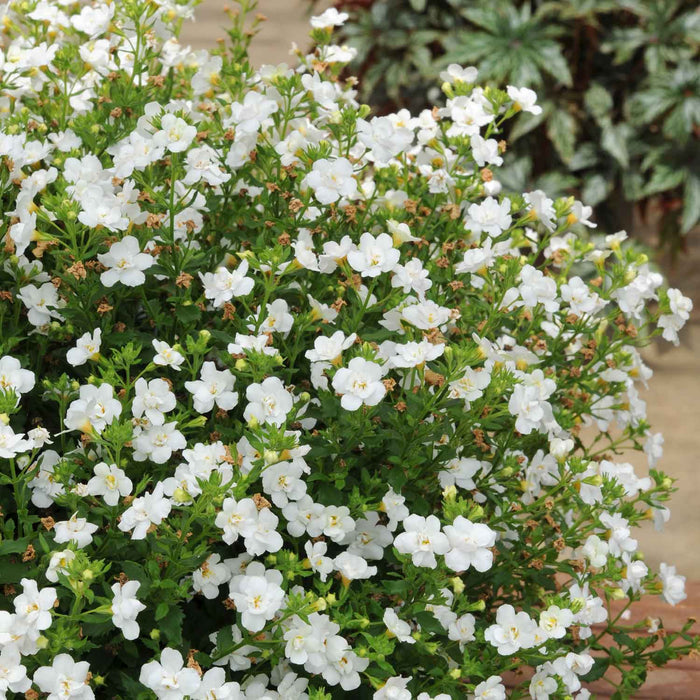 Bacopa Plant 'Scopia Double Ballerina Snowball' - 6 x Super Plug Plants