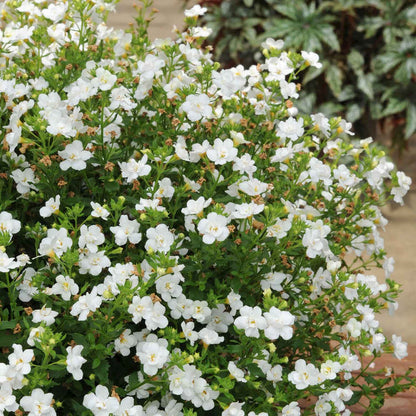 Bacopa Plant 'Scopia Double Ballerina Snowball' - 6 x Super Plug Plants