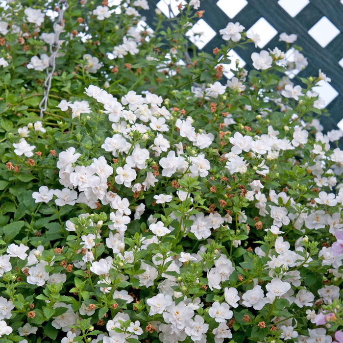 Bacopa Plant 'Scopia Double Ballerina Snowball' - 6 x Super Plug Plants