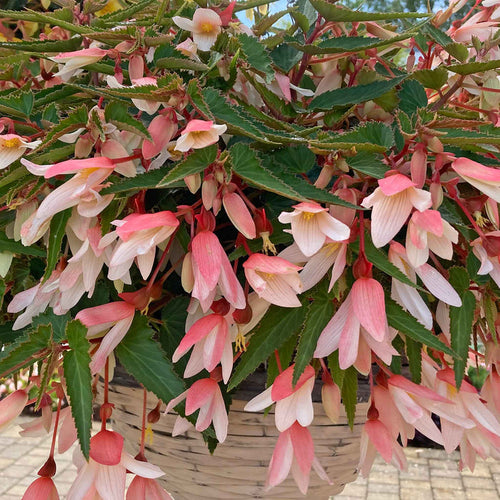 Begonia 'Starshine Appleblossom'