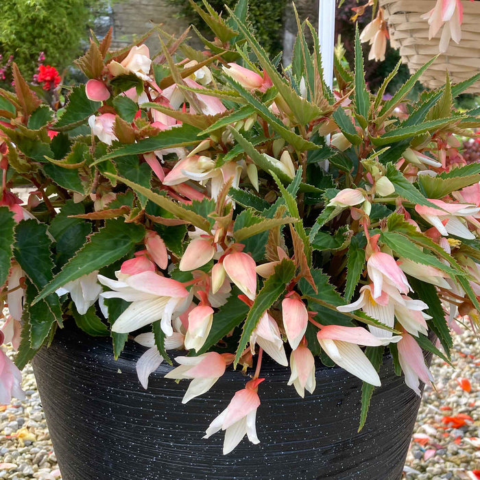 Begonia 'Starshine Appleblossom'