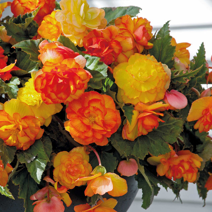 Begonia Tuber  'Cascade Sunray'