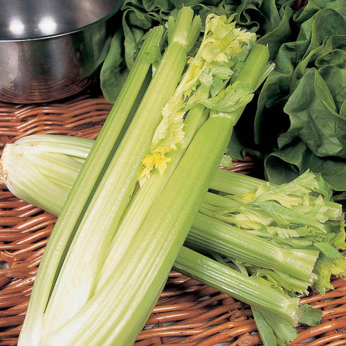 Celery 'Golden Self Blanching'