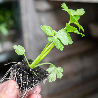 Celery 'Golden Self Blanching'