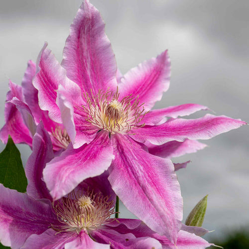 Clematis 'Bees Jubilee'