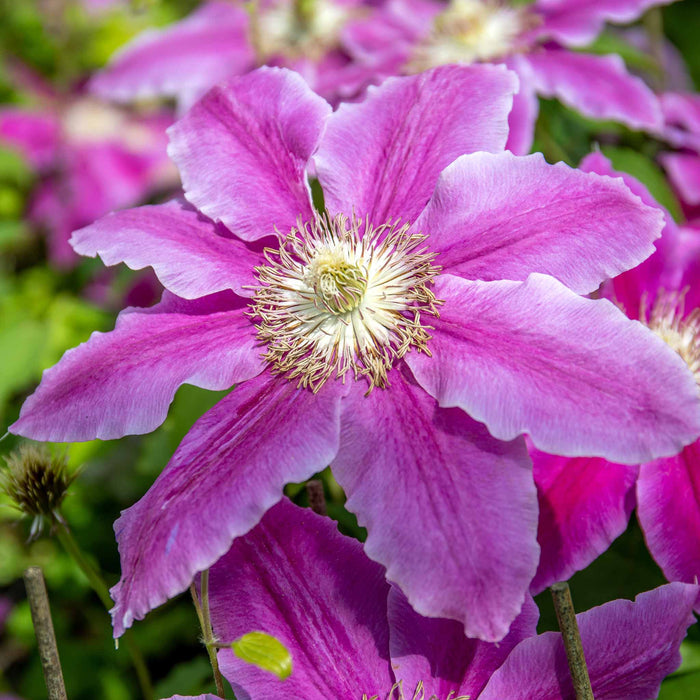 Clematis 'Bees Jubilee'
