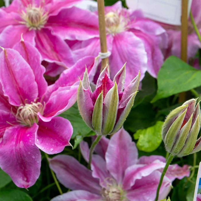 Clematis 'Bees Jubilee'