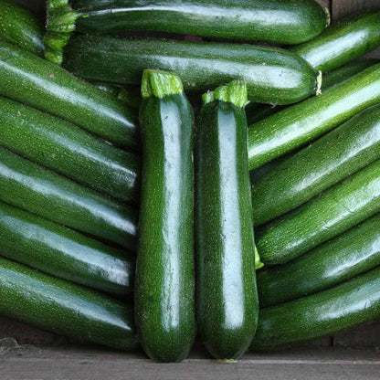 A collection of fresh green courgettes (zucchinis) arranged together.