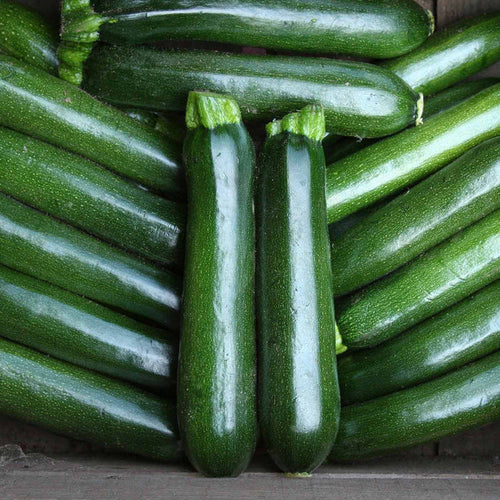 A collection of fresh green courgettes (zucchinis) arranged together.