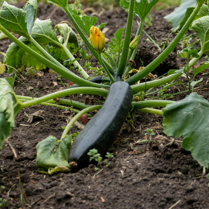 Courgette Seeds 'Firenze'