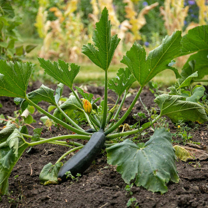 Courgette Seeds 'Firenze'