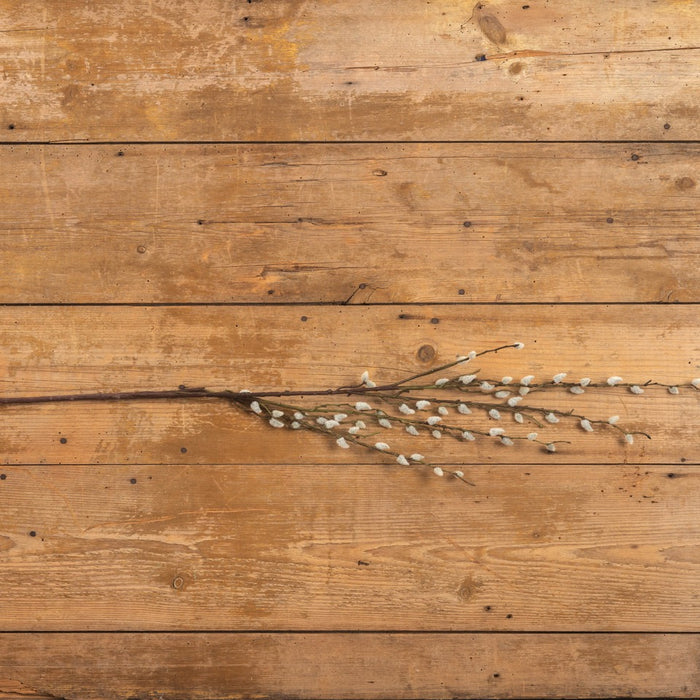 CREAM PUSSY WILLOW BRANCH
