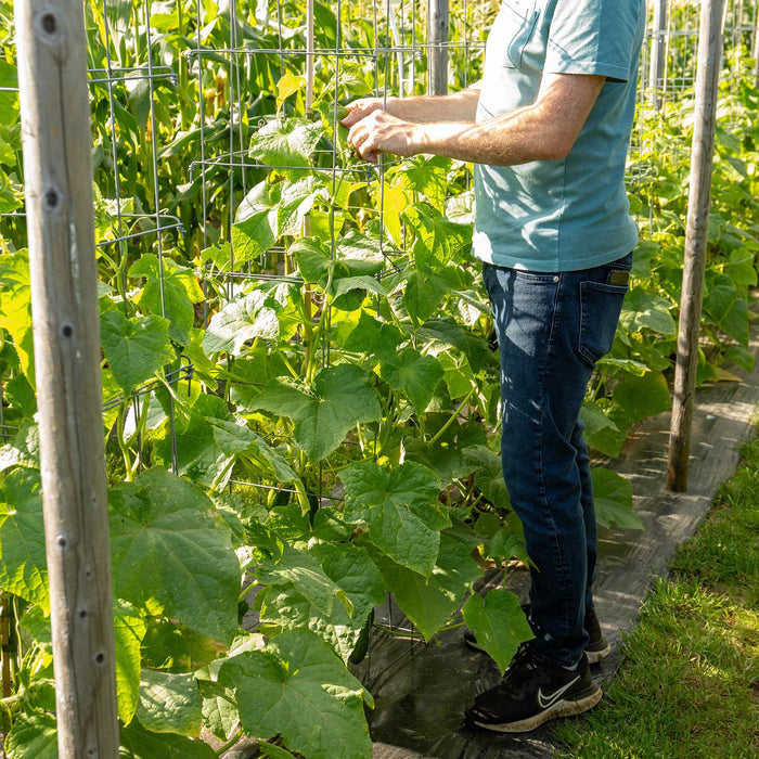 Cucumber 'Marketmore'