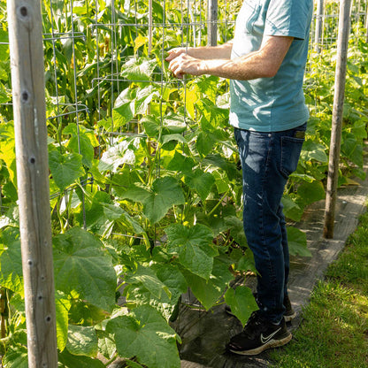 Cucumber 'Marketmore'