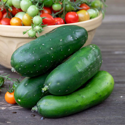 Cucumber 'Marketmore'
