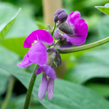 French Bean Climbing Seeds 'Carminat'