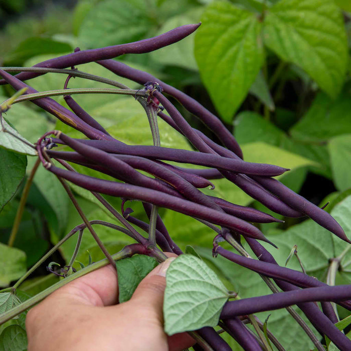 French Bean Climbing Seeds 'Carminat'