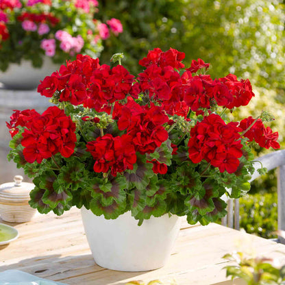 Potted red geranium plant on a wooden table with blurred garden background
