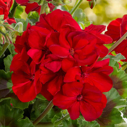 Geranium 'Galaxy Red'