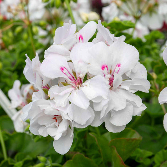 Geranium 'Sunflair Evita White'