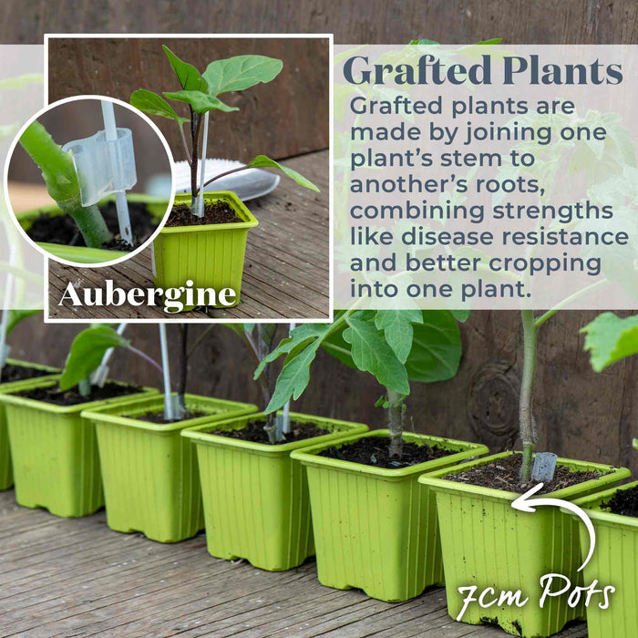 Grafted Aubergine 'Long Purple'