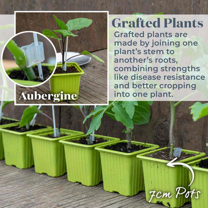Grafted Aubergine 'Long Purple'
