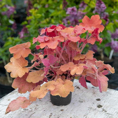 Heuchera 'Caramel'