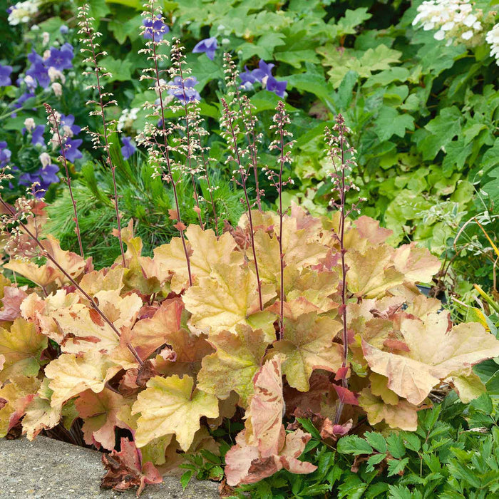 Heuchera 'Caramel'