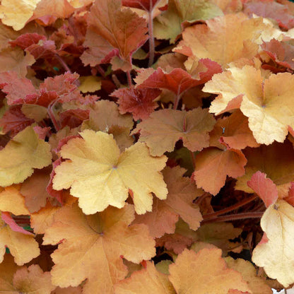 Heuchera 'Caramel'