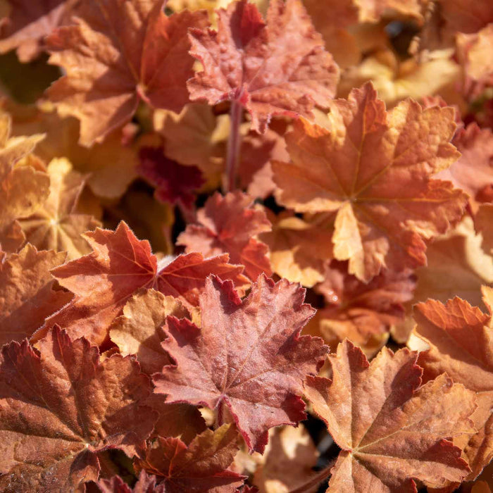 Heuchera 'Caramel'